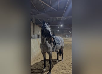 Irish Sport Horse, Stute, 17 Jahre, 160 cm, Rotschimmel