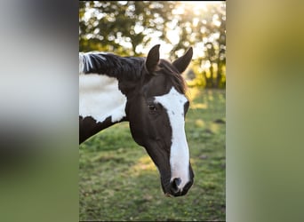 Irish Sport Horse, Stute, 17 Jahre, 160 cm, Schecke