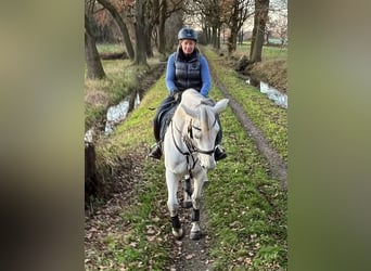 Irish Sport Horse, Stute, 17 Jahre, 163 cm, Schimmel Irish Sport Horse, Stute, 17 Jahre, 163 cm, Schimmel