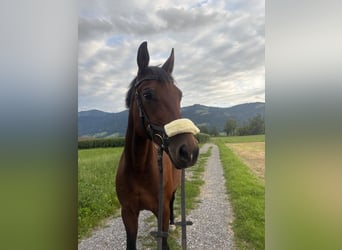 Irish Sport Horse, Stute, 17 Jahre
