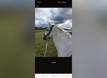 Irish Sport Horse, Stute, 18 Jahre, 133 cm, Schimmel