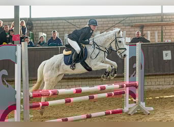 Irish Sport Horse Mix, Stute, 18 Jahre, 143 cm, Schimmel