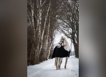 Irish Sport Horse, Stute, 18 Jahre, 150 cm, Schimmel