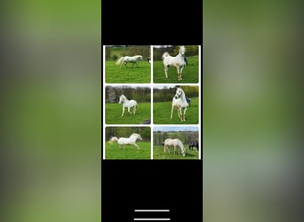 Irish Sport Horse, Stute, 18 Jahre, 169 cm, Schimmel