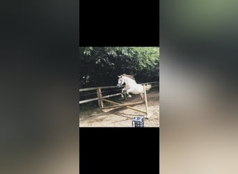 Irish Sport Horse, Stute, 19 Jahre, 160 cm, Schimmel