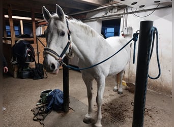 Irish Sport Horse, Stute, 19 Jahre, 163 cm, Schimmel