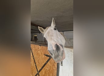 Irish Sport Horse, Stute, 19 Jahre, Schimmel