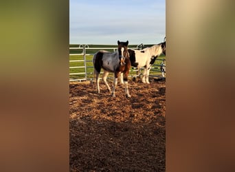Irish Sport Horse Mix, Stute, 1 Jahr, 130 cm, Schecke
