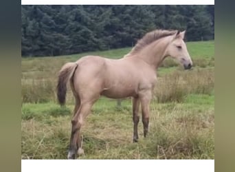 Irish Sport Horse, Stute, 1 Jahr, Falbe