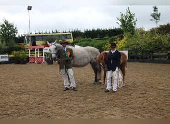 Irish Sport Horse, Stute, 22 Jahre, 162 cm, Schimmel