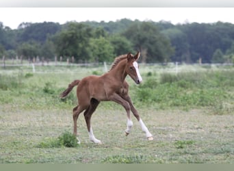Irish Sport Horse, Stute, 22 Jahre, 162 cm, Schimmel