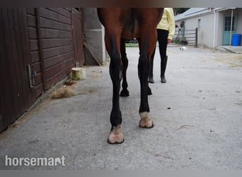 Irish Sport Horse, Stute, 2 Jahre, 147 cm, Rotbrauner