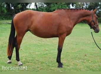 Irish Sport Horse, Stute, 2 Jahre, 147 cm, Rotbrauner