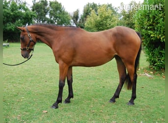 Irish Sport Horse, Stute, 2 Jahre, 152 cm, Rotbrauner