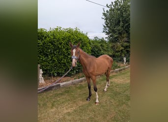 Irish Sport Horse Mix, Stute, 2 Jahre, 163 cm, Rotbrauner