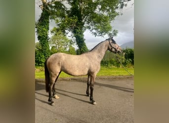 Irish Sport Horse, Stute, 3 Jahre, 148 cm, Apfelschimmel