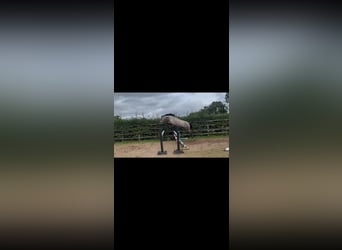 Irish Sport Horse, Stute, 3 Jahre, 148 cm, Apfelschimmel