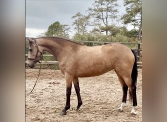 Irish Sport Horse, Stute, 3 Jahre, 148 cm, Falbe