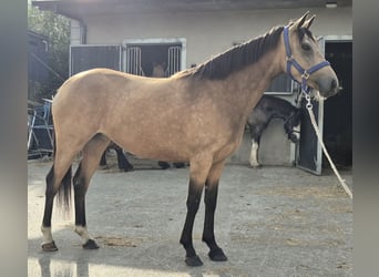 Irish Sport Horse, Stute, 3 Jahre, 148 cm, Falbe
