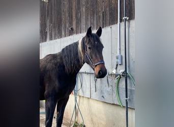 Irish Sport Horse Mix, Stute, 3 Jahre, 152 cm, Schwarzbrauner
