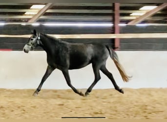 Irish Sport Horse, Stute, 3 Jahre, 155 cm, Schimmel