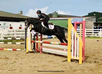 Irish Sport Horse, Stute, 3 Jahre, 155 cm, Schimmel
