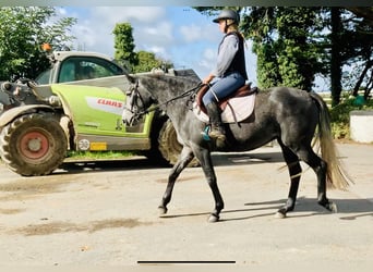 Irish Sport Horse, Stute, 3 Jahre, 155 cm, Schimmel