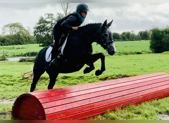 Irish Sport Horse, Stute, 3 Jahre, 155 cm, Schimmel