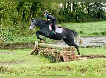 Irish Sport Horse, Stute, 3 Jahre, 155 cm, Schimmel