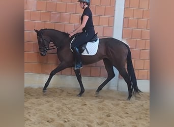 Irish Sport Horse, Stute, 3 Jahre, 160 cm, Brauner