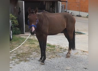 Irish Sport Horse, Stute, 3 Jahre, 160 cm, Brauner