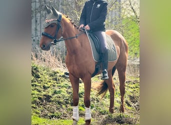 Irish Sport Horse, Stute, 3 Jahre, 160 cm, Fuchs