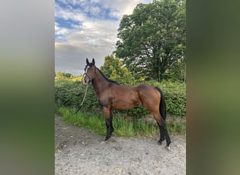 Irish Sport Horse, Stute, 3 Jahre, 160 cm, Rotbrauner