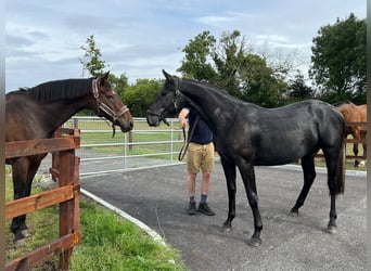 Irish Sport Horse, Stute, 3 Jahre, 161 cm, Schimmel