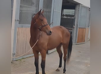 Irish Sport Horse, Stute, 3 Jahre, 162 cm, Brauner