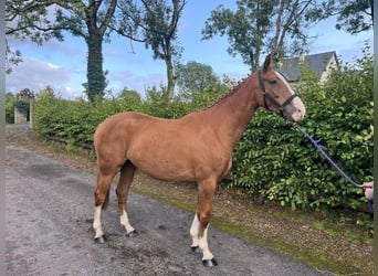 Irish Sport Horse, Stute, 3 Jahre, 167 cm, Dunkelfuchs
