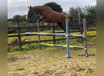 Irish Sport Horse, Stute, 3 Jahre, 167 cm, Dunkelfuchs