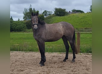 Irish Sport Horse, Stute, 3 Jahre, 170 cm