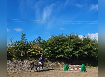 Irish Sport Horse, Stute, 3 Jahre, 170 cm