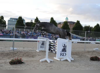 Irish Sport Horse, Stute, 3 Jahre, 170 cm