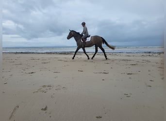 Irish Sport Horse, Stute, 3 Jahre, 170 cm