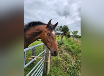 Irish Sport Horse, Stute, 3 Jahre, 172 cm, Rotbrauner