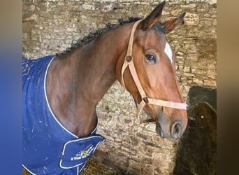 Irish Sport Horse, Stute, 3 Jahre, 172 cm, Rotbrauner