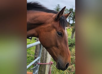 Irish Sport Horse, Stute, 3 Jahre, 172 cm, Rotbrauner