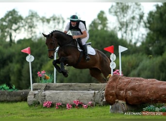 Irish Sport Horse, Stute, 3 Jahre, 172 cm, Rotbrauner