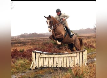 Irish Sport Horse, Stute, 3 Jahre, Dunkelfuchs