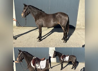 Irish Sport Horse, Stute, 4 Jahre, 130 cm, Falbe