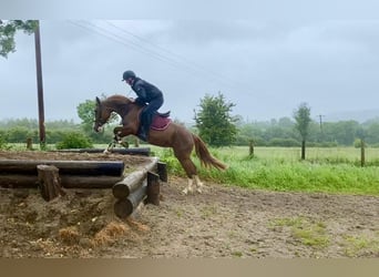 Irish Sport Horse, Stute, 4 Jahre, 138 cm, Dunkelfuchs