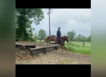 Irish Sport Horse, Stute, 4 Jahre, 138 cm, Dunkelfuchs