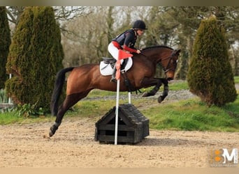 Irish Sport Horse, Stute, 4 Jahre, 148 cm, Dunkelbrauner